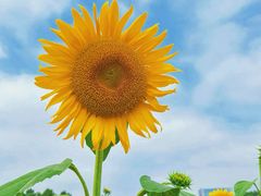 -光明小镇欢乐田园