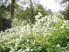 -杭州植物园