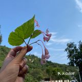 「泰莲庭 LotUs BBQ(虹鳟鱼店)」之前来过几