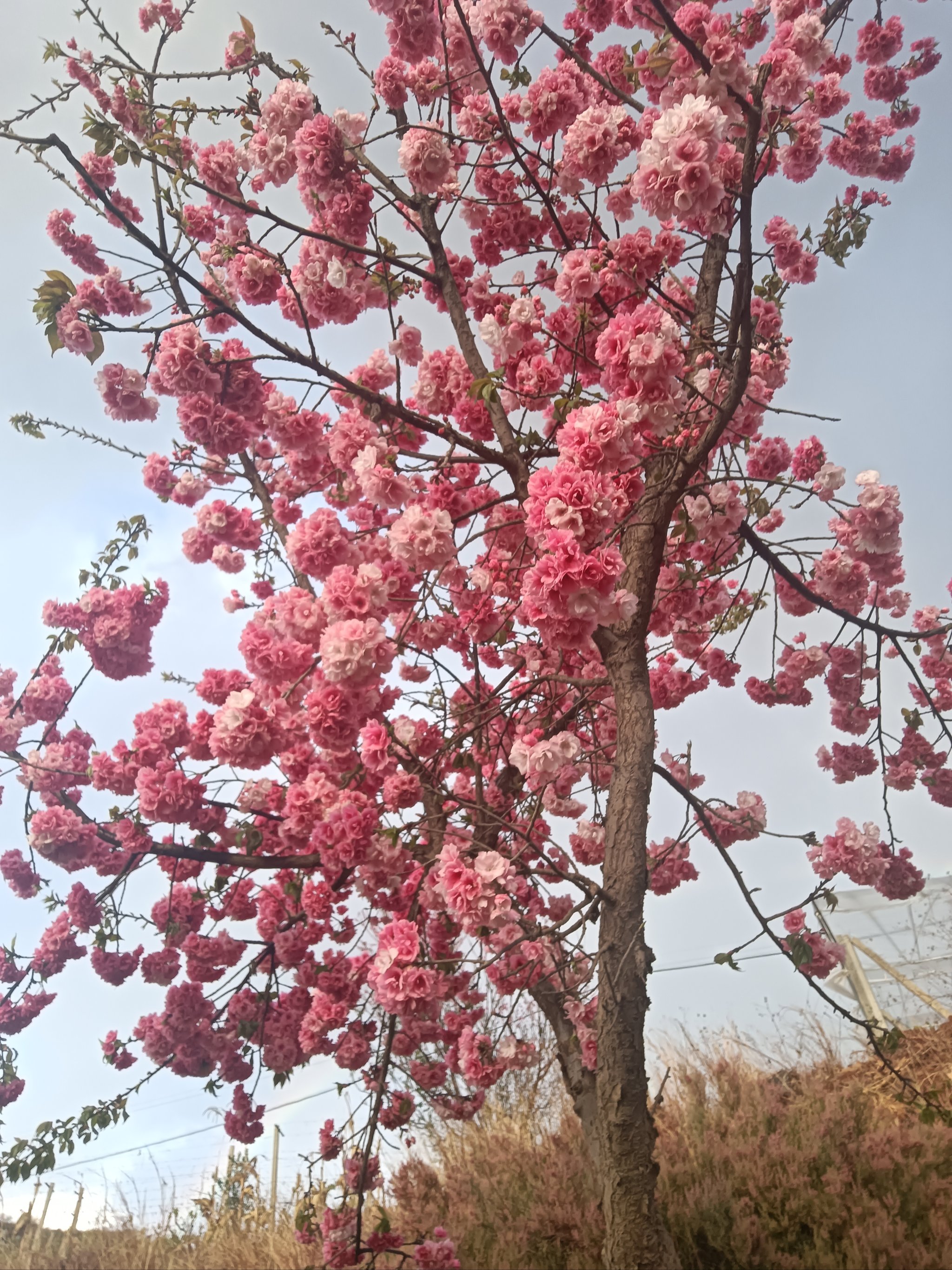 珠海斗门南澳村樱花图片