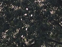 -武汉大学-樱园