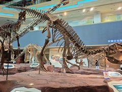 -安徽省地质博物馆