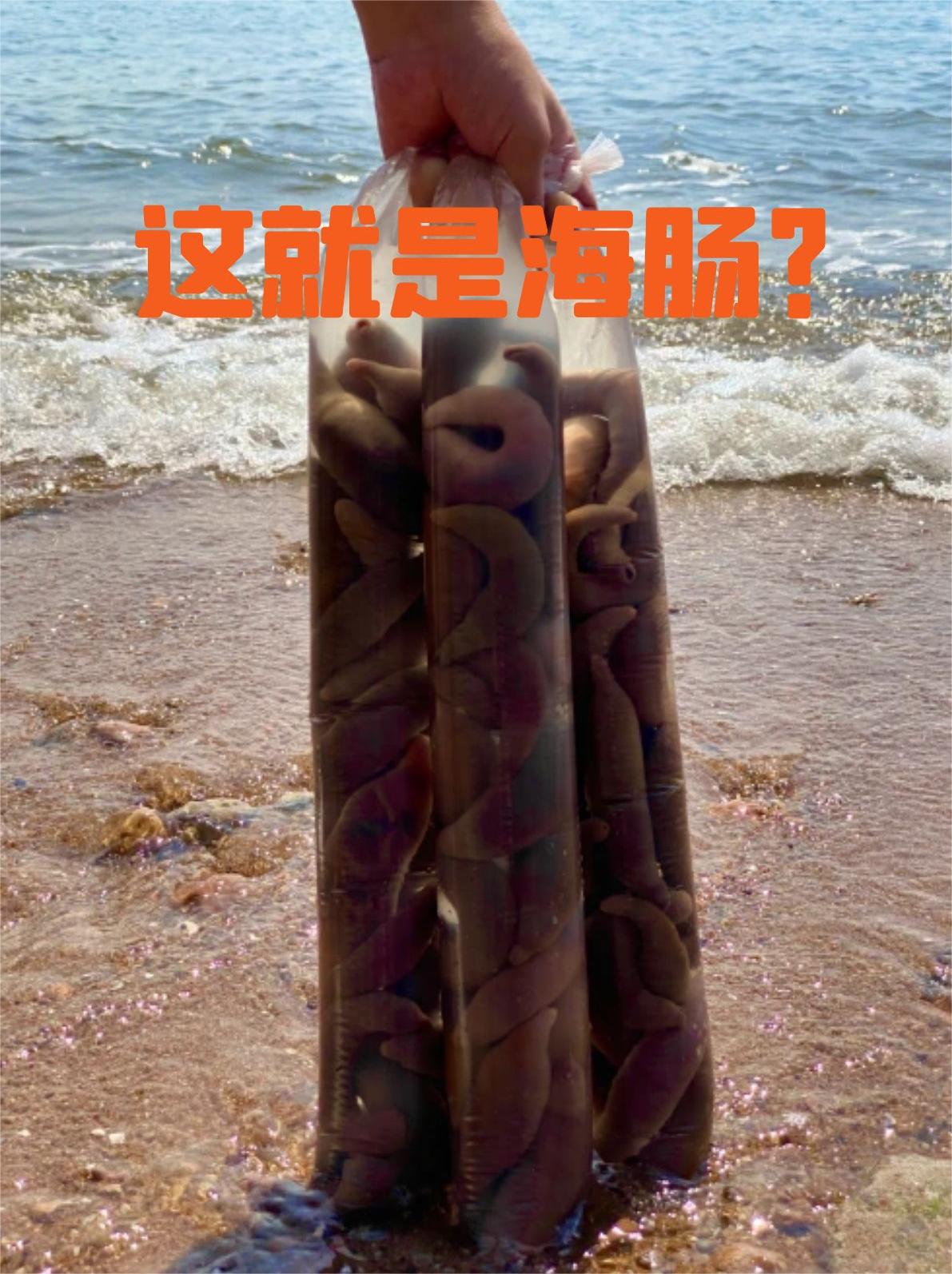 美洲海肠图片