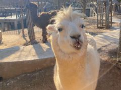 -石家庄市动物园