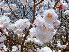 -北京鹫峰国家森林公园