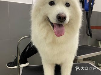 去找寄养宠物店的路上偶遇这家没有寄养服务的宠物店