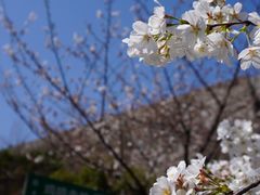 -鸡鸣寺