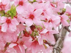 -天适樱花悠乐园