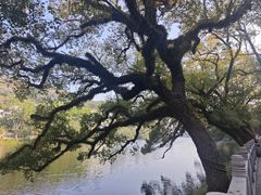 -潮镇老尾牛杂(环城西路店)