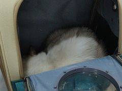 -瑞派名望志远动物医院·猫科·內科·异宠专科(直港大道店)