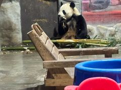 -栾川竹海野生动物园