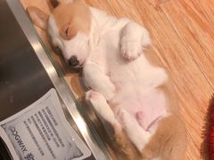 -狗道宠物(常熟印象城店)