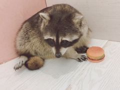 -浣熊柯尔鸭土拨鼠·电玩咖