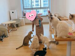 -有喵·猫咖·狗咖·30几只猫10只小狗(岗厦店)