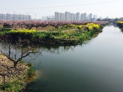 -南汇水蜜桃采摘(大团店)