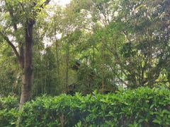 -新虹桥中心花园