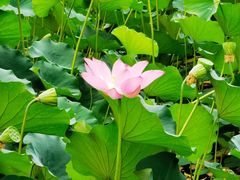 -石家庄市植物园