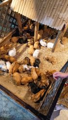 -酷嗒动物文化乐园(cutezoo西溪乐天城店)