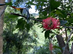 -西双版纳原始森林公园