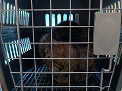 -凯特喵百思猫专科医院