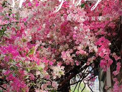 -深圳国际园林花卉博览园