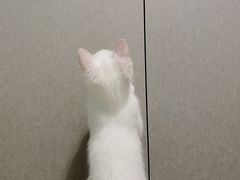 -瑞派康怡24h宠物医院·犬猫医疗中心·微创绝育(瑞景分院)