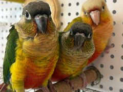 -吉丁鸟咖·异宠·寄养