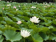 -莲花池公园