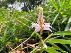 -海南热带野生动植物园