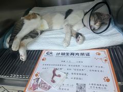 -凯瑞希宠物医院·狂犬免疫·微创·皮肤科