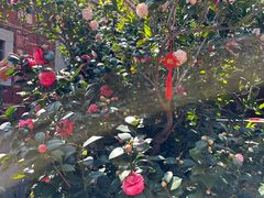 -蔡氏古民居建筑群