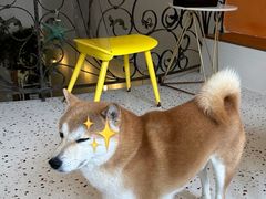 -喜柴咖啡·柴犬狗咖