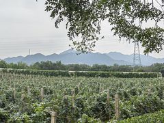 -北京张裕爱斐堡酒庄