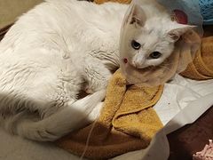 -宠爱国际动物医院· 猫科· 外科·中兽医(长白店)