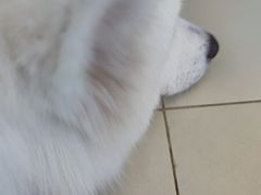 -怪兽屋·羊驼·猫咖·狗咖(俊华广场店)