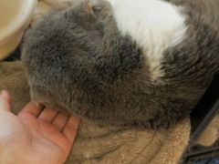 -喵汪萌宠屋旗舰店.洗澡美容.猫狗基地