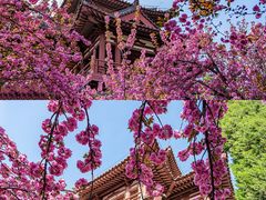-西安青龙寺遗址景区
