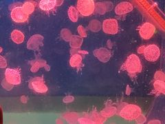 -海合安武汉极地海洋公园