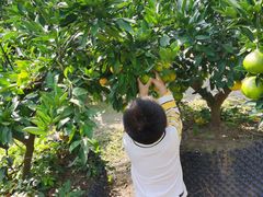 -前小桔亲子创意农场·草莓采摘·露营烧烤
