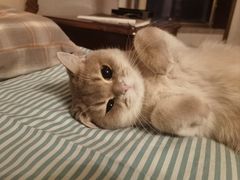 -猫十亿·布偶金渐层·曼基康矮脚猫舍(青年路店)