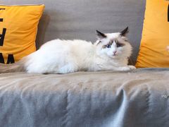 -猫十亿·布偶金渐层·曼基康矮脚猫舍(青年路店)