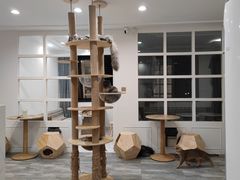-楼上猫咖(罗湖店)