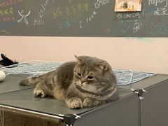 -猫咪派对(江南西店)