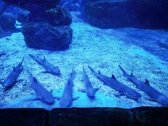 -多彩贵州城极地海洋世界