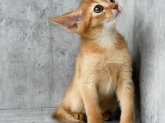 -小猫来了·猫舍(红山六九七九店)