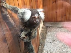 -上海大自然野生昆虫馆(东方明珠·爬宠昆虫探索中心)