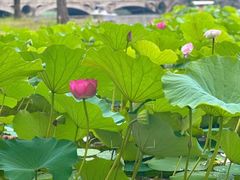 -承德避暑山庄景区