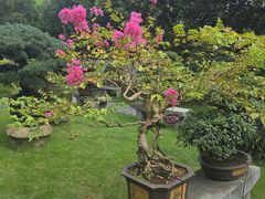 -上海醉白池公园