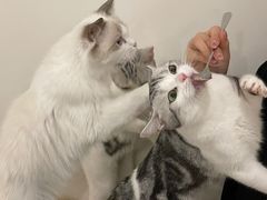 -有喵·猫咖·狗咖·30几只猫10只小狗(岗厦店)