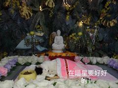 -彩虹桥宠物火化殡葬善终服务(金乐大厦店)